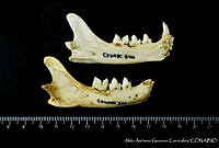 AAGC0070 Lynx rufus.jpg