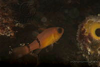 IDG1571 Apogon townsendi.jpg