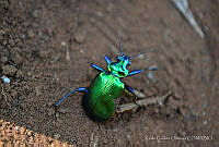 KGO001 Calosoma aurocinctum.jpg