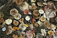 ARS00215 Fungi.jpg