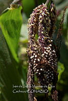 IMDOC4209 Zea mays.jpg
