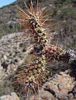 OTV4816 Opuntia pubescens.jpg