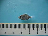 HE009 P 0615 Pargo Canchix.jpg