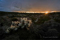 EC05 Cylindropuntia acanthocarpa.jpg