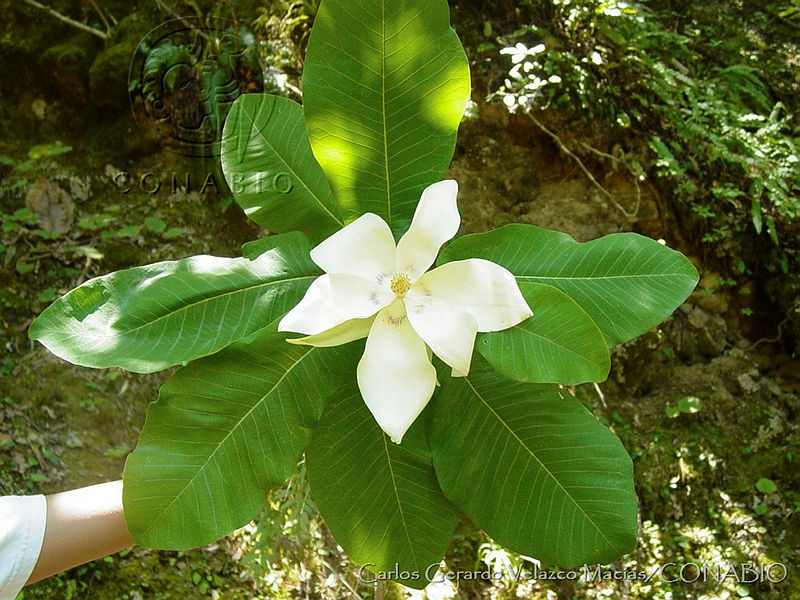 CGVM0874%20Magnolia%20dealbata.jpg.nyf z5D MW1f71thQA3g0JtbmFja29CbnFuZ3NAbXJ6LGtwZwA.ubrwKrer5x