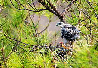FCMB002 Buteo brachyurus.jpg