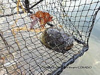 PJ016 0295 Kinosternon integrum.JPG