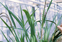 EHX0311 Zea mays.JPG