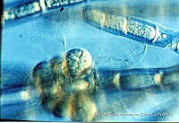 KT018 0073 Cyanocystis mexicana.jpg