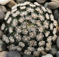 3R 01021 Mammillaria schiedeana.tif