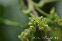 RRR0248 Cissampelos pareira.jpg
