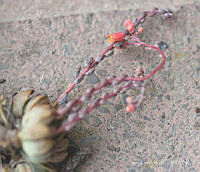 SL0624 Echeveria amoena.jpg