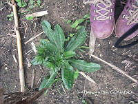 ZG014 0307 Cirsium subcoriaseum.jpg