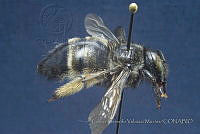 CGVM1248 Xylocopa tabaniformis.jpg