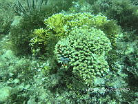NE018 0064 Millepora alcicornis.jpg