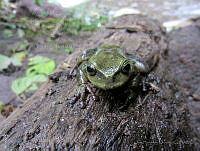 OHO009 Plectrohyla hartwegi.jpg