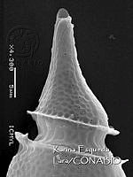 KEL0287 Phalacroma oxytoxoides.JPG