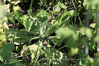 ZAPF0447 Echeveria gibbiflora.jpg