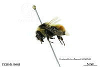 ME006 Abejas 0085 Bombus  rufocinctus Cresson, 1863.jpg