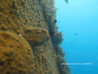 NE018 0449 Millepora alcicornis.jpg