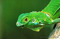 GC0032 Iguana iguana.jpg