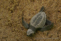 IDG0730 Chelonia mydas.jpg