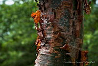 CMZ001 Bursera simaruba.jpg