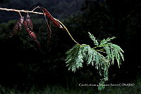 Huitz 0565 Leucaena leucocephala.jpg