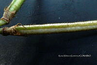 Yolox 2605 Vigna vexillata.jpg