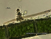 KT016 0036 Oscillatoria sp..jpg