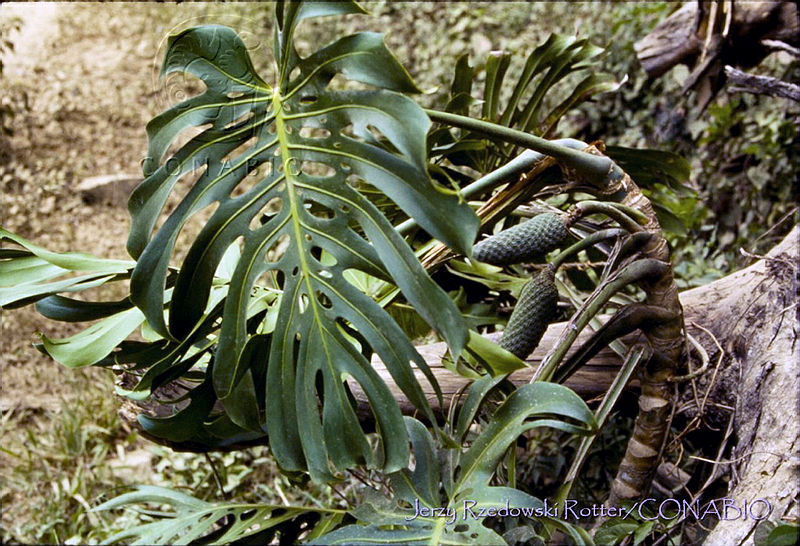 3841%20Monstera%20deliciosa.jpg.nyfk 5P0MffVOZdhQA3g0JtbmFja29CbnFuZ3NAbXJ6LGtwZwA.XWNdrfLAWd