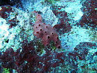 JAJ0125 Amphimedon compressa.jpg