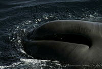 CNS0836 Physeter macrocephalus.jpg