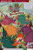 ESPAÑOL bromelias.jpg