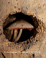 MN6PyH0022 Volvariella bombycina.jpg