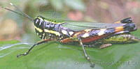 ZCS0034 Rammatocerus sp..jpg