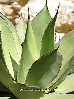 AJGM0060 Agave chiapensis.JPG