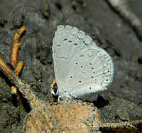 JCGM02787 Celastrina echo ssp. cinerea.jpg