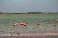 FBA0940 Phoenicopterus ruber.jpg
