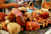 IMDOC Hong 0105 Boletus edulis.jpg