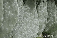 ARL00166 Dactylopius coccus.jpg