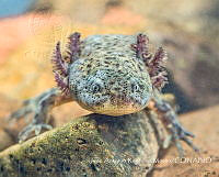 JARM003 Ambystoma altamirani.jpg