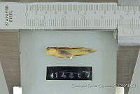 SGQ0094 Elacatinus puncticulatus.jpg