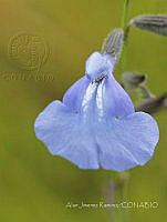 AJR001 Salvia sp..jpg