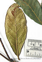 SVA0022 Quercus sapotifolia.JPG