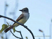 MGaves 2132 Myiarchus cinerascens.jpg