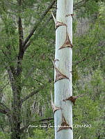 AJGM0010 Agave americana var. oaxacensis.JPG