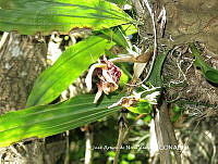 JAdNV0018 Stanhopea tigrina.JPG