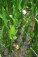 JRBBFM026-40 Sagittaria demersa.jpg