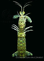 CMGV0128 Squilla parva.jpg